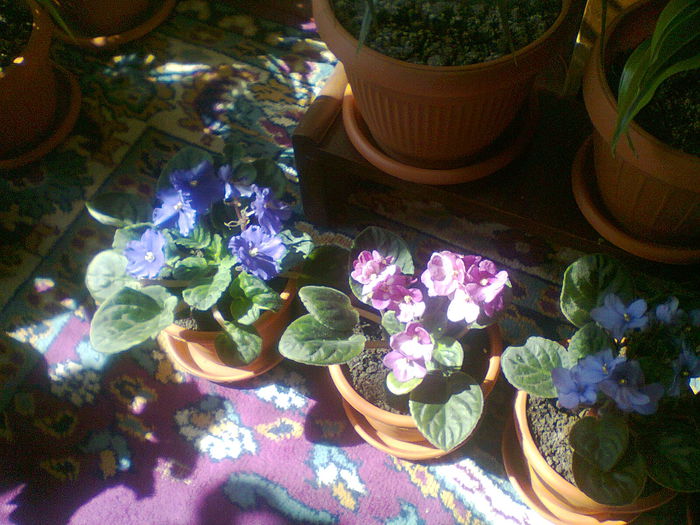 Fotografie0542 - copia