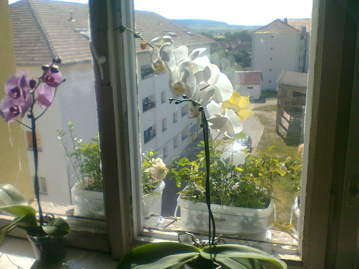 Fotografie0547 - copia