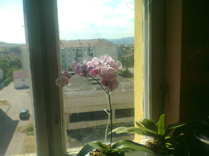 Fotografie0576 - copia