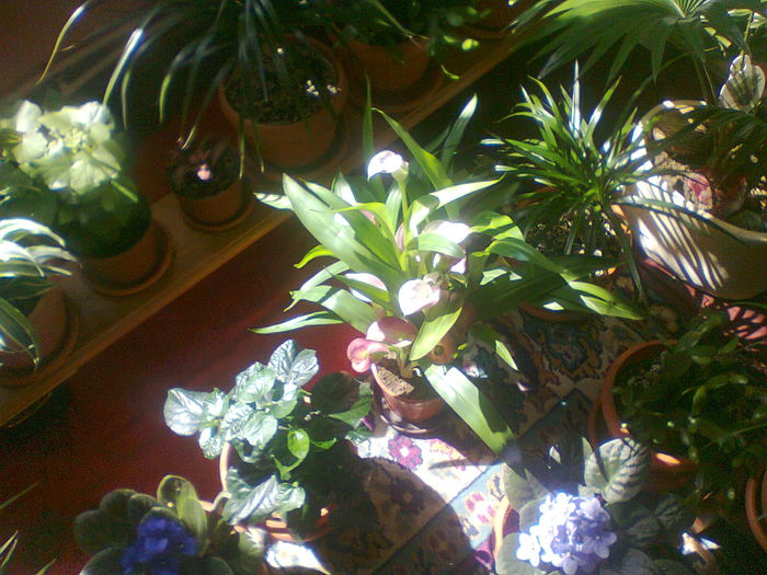 Fotografie0578 - copia