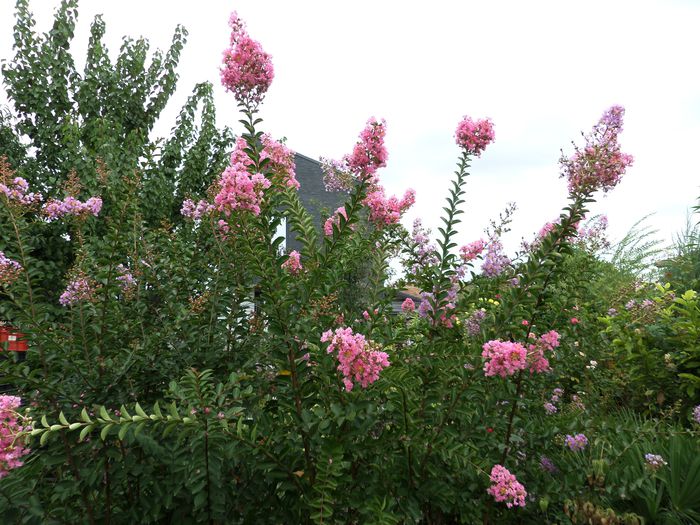 Crape Myrtle