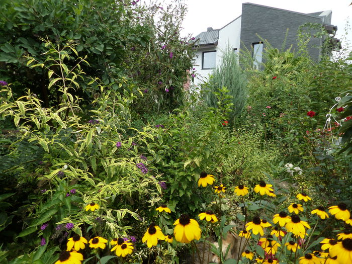 SAM_0287 - Gradina cu flori 2014