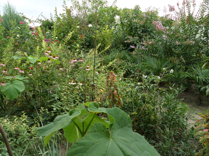 SAM_0328 - Gradina cu flori 2014