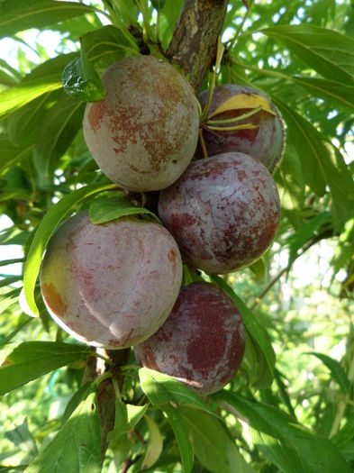 Sangele Dragonului
