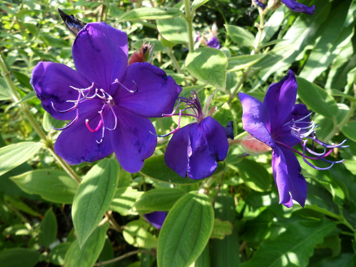 Tibouchina Urvilleana