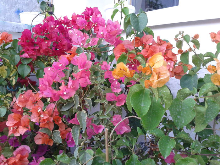 Fotografie-0016 - BOUGAINVILLEA       august - septembrie 2014