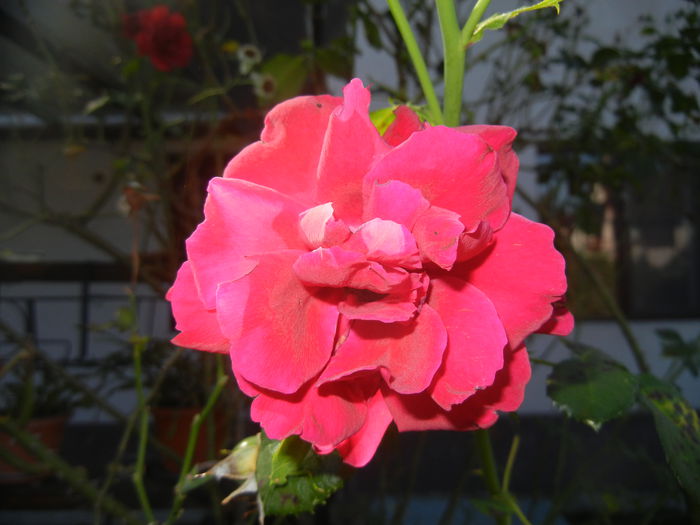 Rose Blaze Superior (2014, Aug.31) - Rose Blaze Superior