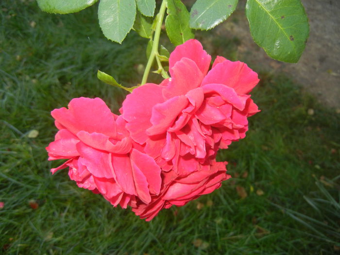 Rose Blaze Superior (2014, Aug.31) - Rose Blaze Superior