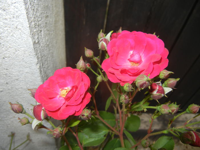 Rose Leipzig (2014, August 17)