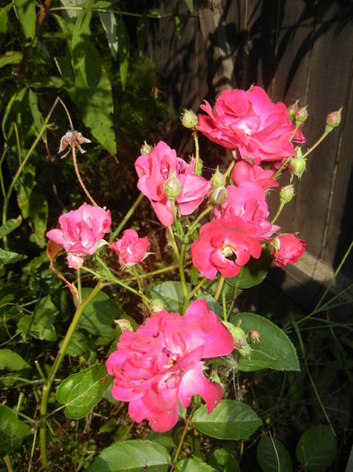 Rose Leipzig (2014, August 31)