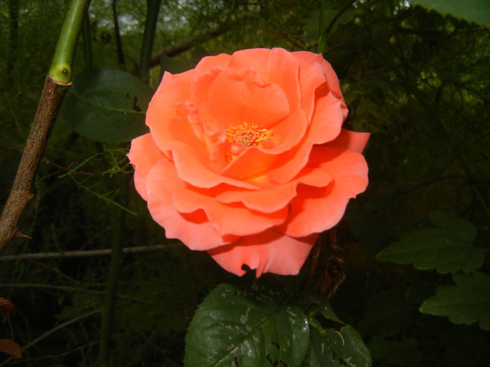 Rose Artistry (2014, August 17) - Rose Artistry