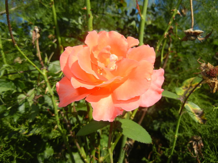 Rose Artistry (2014, August 31)