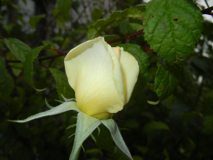 Rose Adriana (2014, August 17)