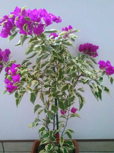 1 vera deep purple variegata - BOUGAINVILLEA