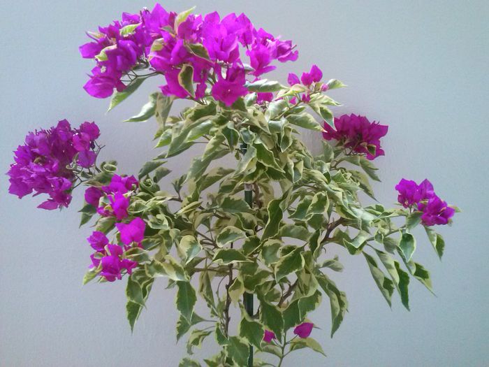 2 vera deep purple variegata