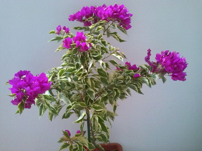 3 vera deep purple variegata - BOUGAINVILLEA