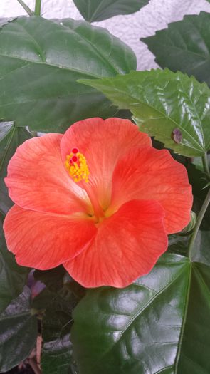 Viky Orange - Hibiscusi