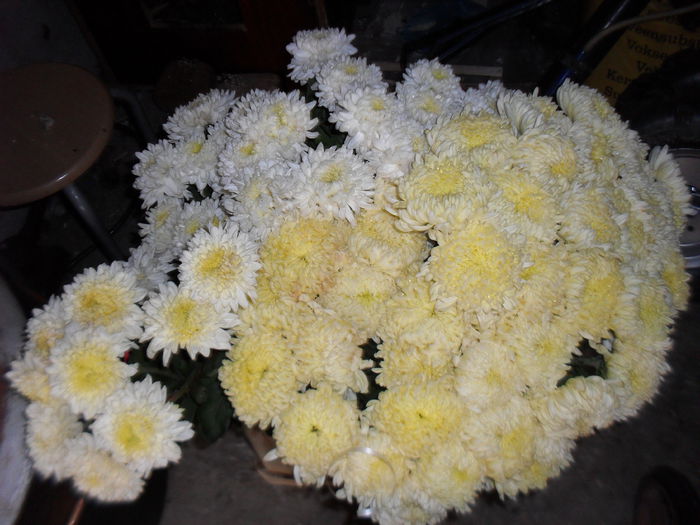 SDC13372 - 0 crizanteme 2016