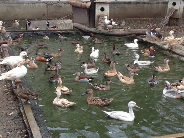 image - RATE EXOTICE-exotic ducks