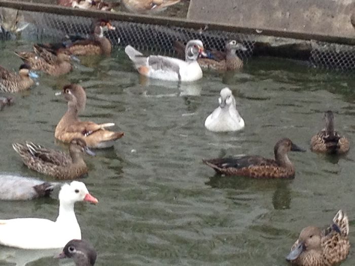 image - RATE EXOTICE-exotic ducks