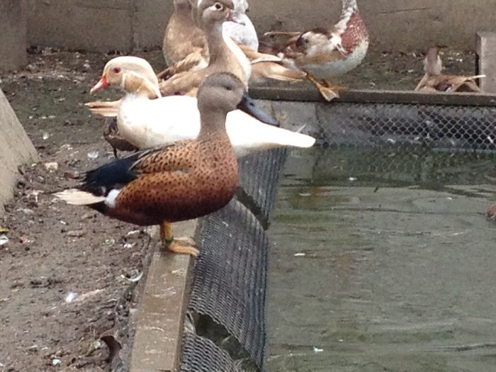 image - RATE EXOTICE-exotic ducks