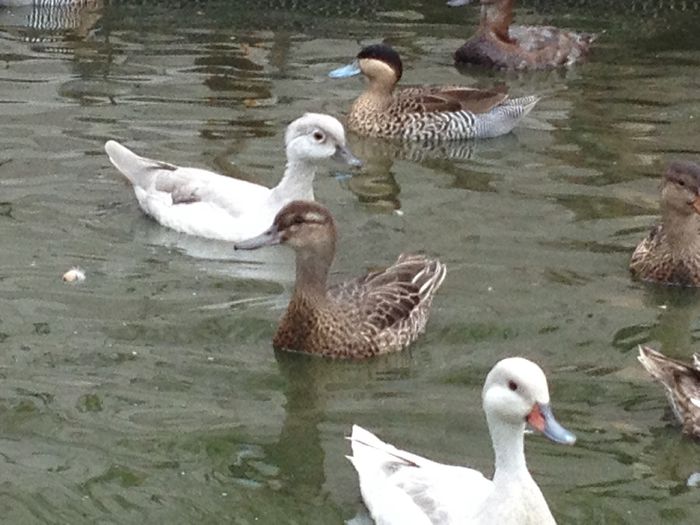 image - RATE EXOTICE-exotic ducks