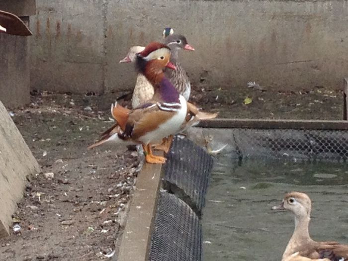 image - RATE EXOTICE-exotic ducks