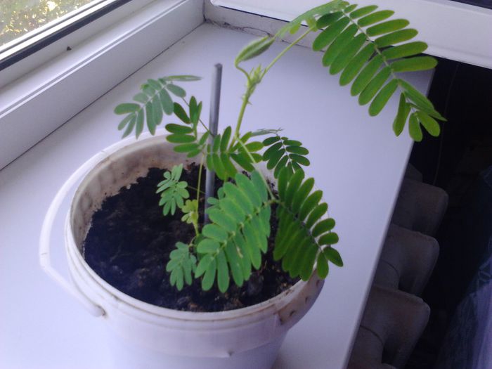 Update 5 septembrie 2014 - Mimosa Pudica