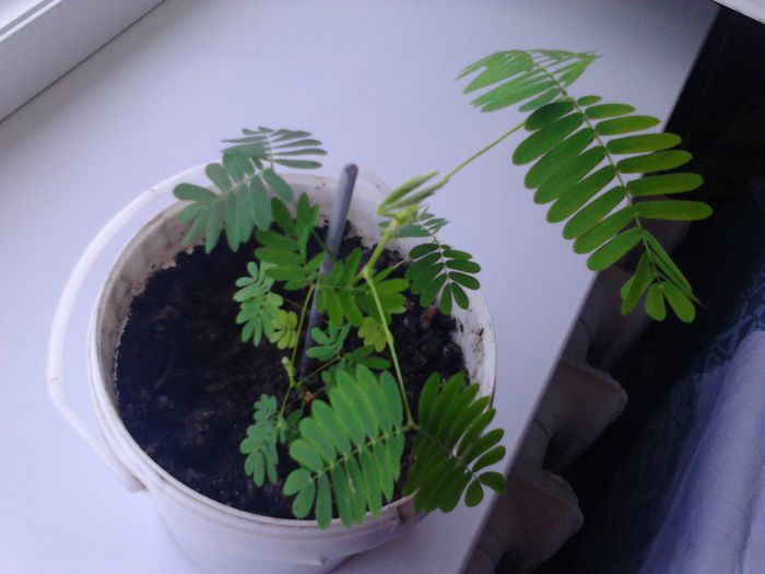 Update 5 septembrie 2014 - Mimosa Pudica