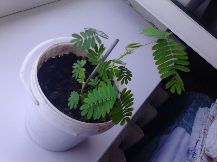 Update 5 septembrie 2014 - Mimosa Pudica