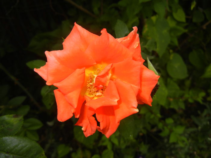 Rose Monica (2014, August 23)