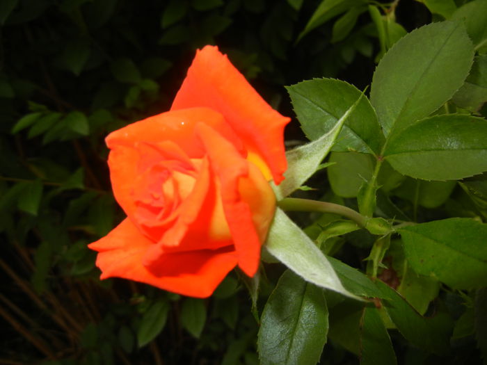 Rose Monica (2014, August 23)