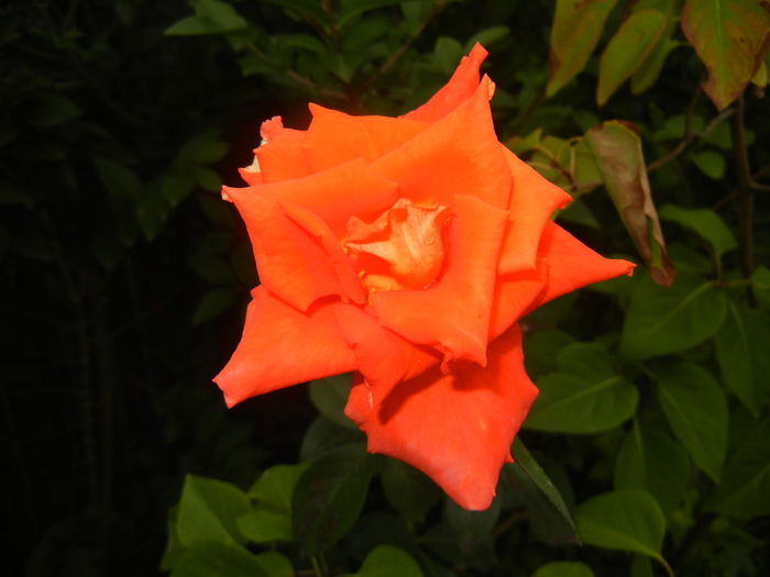 Rose Monica (2014, August 23)