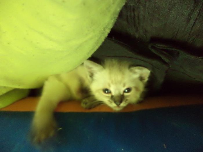 DSC02986 - hibiscusi 2014