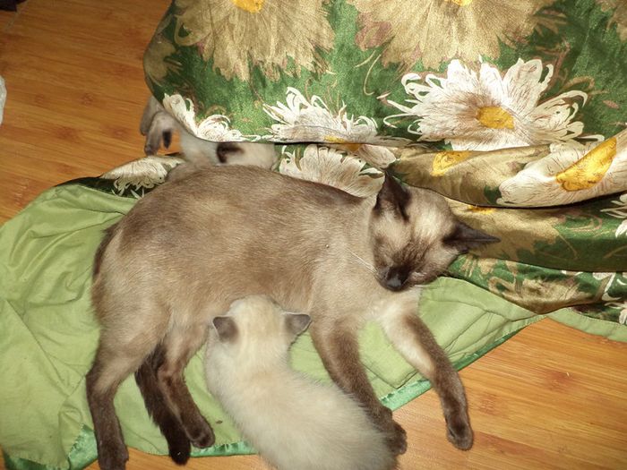 DSC02988 - hibiscusi 2014