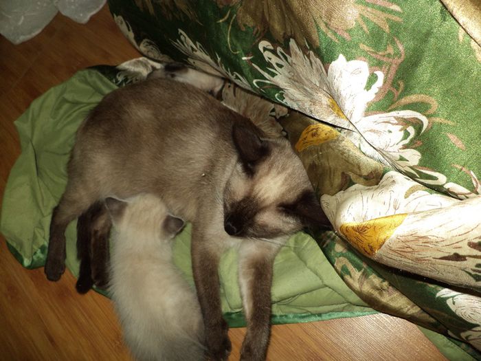 DSC02989 - hibiscusi 2014