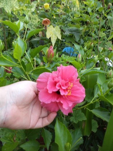 DSC02993 - hibiscusi 2014