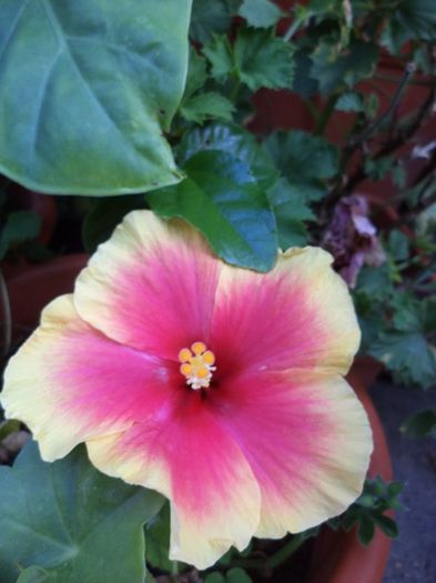 DSC03006 - hibiscusi 2014