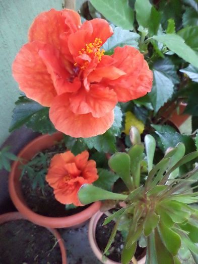 DSC03009 - hibiscusi 2014