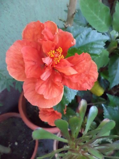 DSC03011 - hibiscusi 2014