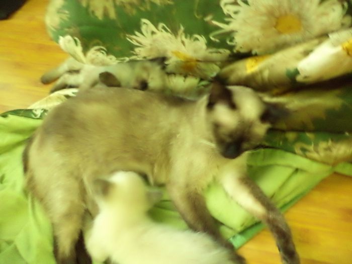 DSC02987 - pisoi