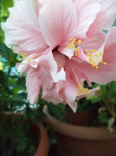 DSC03021 - hibiscusi 2014