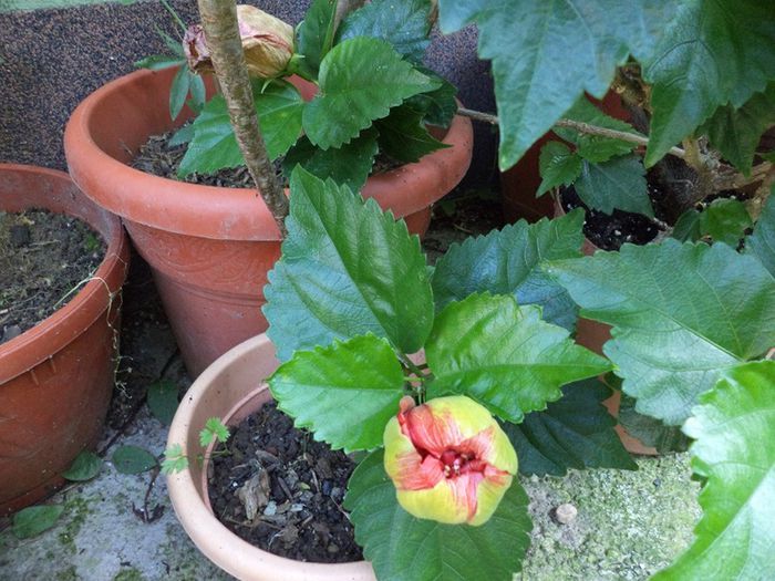 DSC03031 - hibiscusi 2014