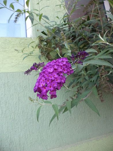 DSC03049 - pisoi