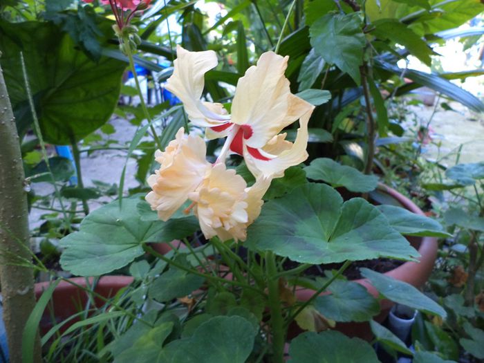 DSC03079 - hibiscusi 2014