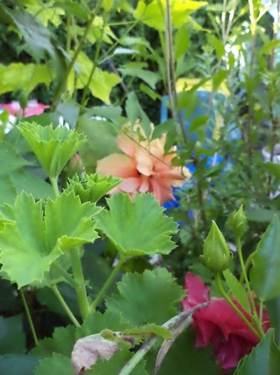 DSC03081 - hibiscusi 2014