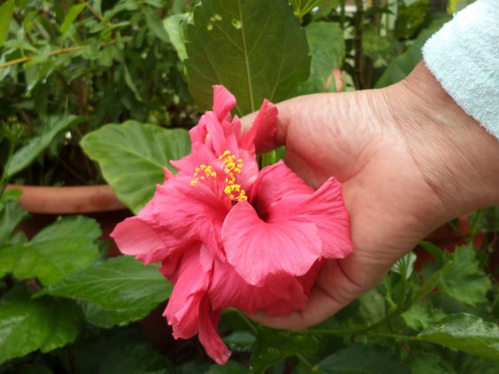 DSC03118 - hibiscusi 2014