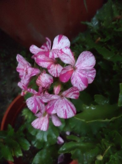 DSC03131 - pisoi