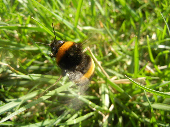 Bumblebee (2014, March 27) - BEES and BUMBLEBEES