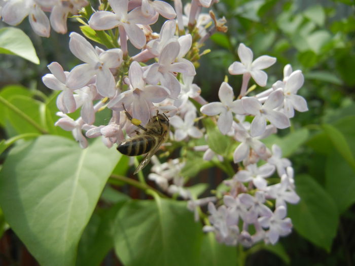 Bee on Syringa vulgaris (2014, April 27)